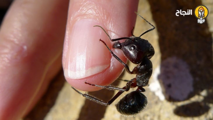 علاج قرصة النملة السوداء